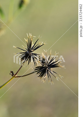 コセンダングサ／ひっつき虫(genus Bidens)　荒地　売地 133724462