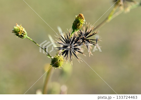 コセンダングサ／ひっつき虫(genus Bidens)　荒地　売地 133724463