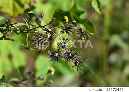 コセンダングサ／ひっつき虫(genus Bidens)　荒地　売地 133724464