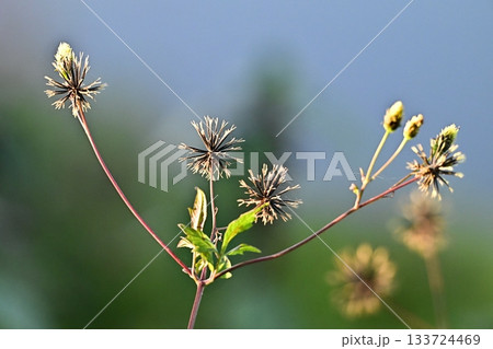 コセンダングサ／ひっつき虫(genus Bidens)　荒地　売地 133724469