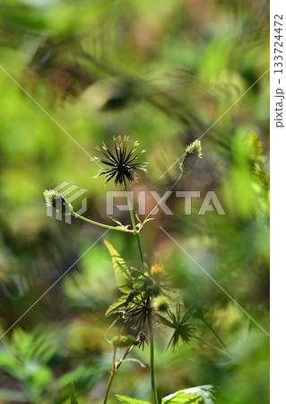 コセンダングサ/ひっつき虫(genus Bidens) 荒地 売地 コセンダングサ/ひっつき虫(genus Bidens) 荒地 売地 133724472