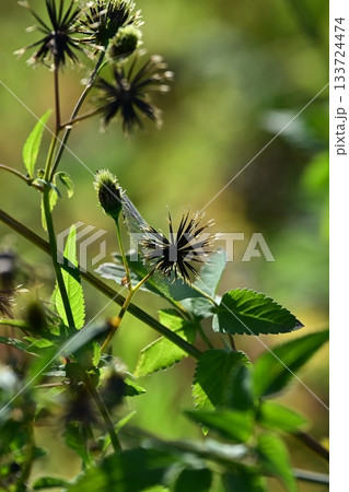 コセンダングサ／ひっつき虫(genus Bidens)　荒地　売地 133724474