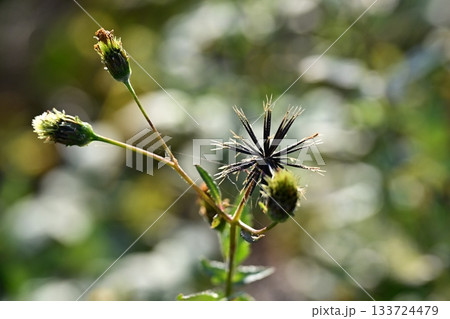 コセンダングサ／ひっつき虫(genus Bidens)　荒地　売地 133724479
