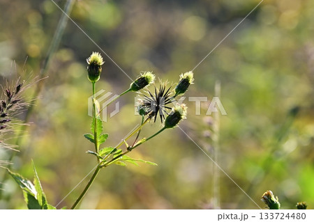 コセンダングサ／ひっつき虫(genus Bidens)　荒地　売地 133724480