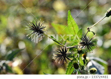 コセンダングサ／ひっつき虫(genus Bidens)　荒地　売地 133724481