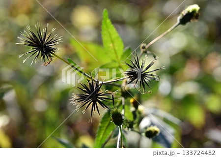 コセンダングサ/ひっつき虫(genus Bidens) 荒地 売地 コセンダングサ/ひっつき虫(genus Bidens) 荒地 売地 133724482