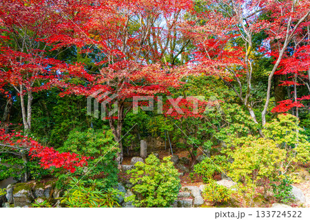 鮮やかな紅葉 133724522