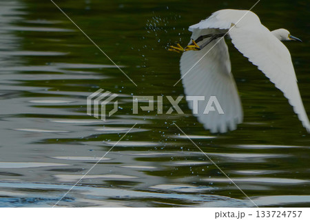 サギ サギ 133724757