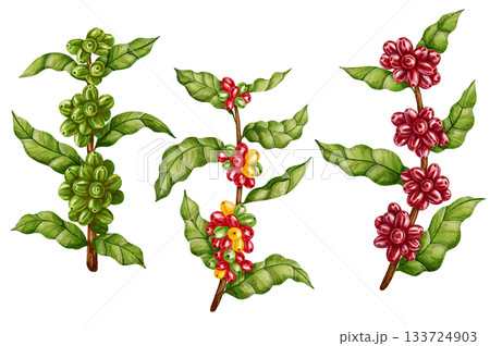 The coffee maturation process. A set of different branches with flowers, green and red coffee berries. Perfect for coffee shops, packaging, branding, menu design, and botanical decor. 133724903
