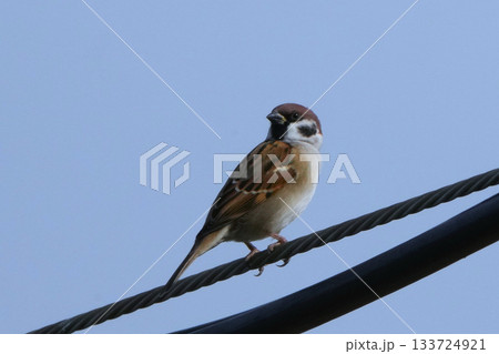スズメ スズメ 133724921