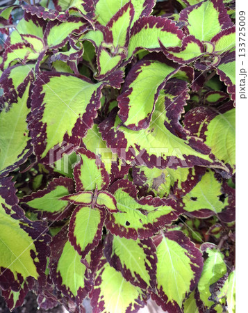 The Coleus blumei plant displays a rich texture with vibrant green leaves featuring deep purple edges. This ornamental plant thrives in sunny garden areas, enhancing outdoor beauty. The Coleus blumei plant displays a rich texture with vibrant green leaves featuring deep purple edges. This ornamental plant thrives in sunny garden areas, enhancing outdoor beauty. 133725009