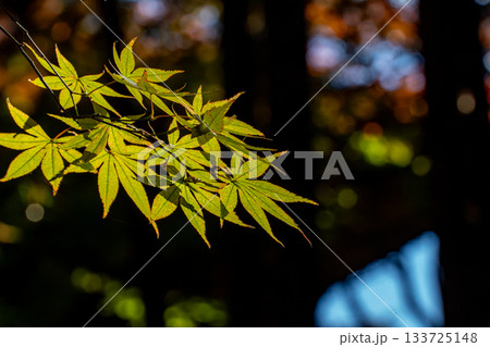 光を浴びて輝く紅葉 光を浴びて輝く紅葉 133725148