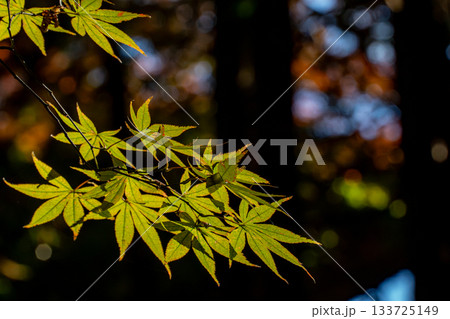 光を浴びて輝く紅葉 133725149