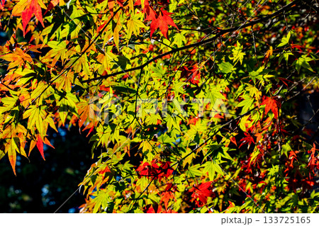 紅葉のある風景 紅葉のある風景 133725165