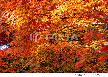 紅葉のある風景 紅葉のある風景 133725169
