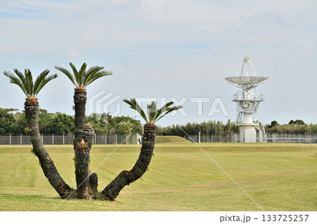 ソテツとアンテナ 133725257