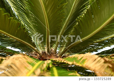 種子島のソテツ 133725289
