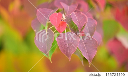 紅葉(ナンキンハゼ/なんきんはぜ/南京櫨) 紅葉(ナンキンハゼ/なんきんはぜ/南京櫨) 133725390
