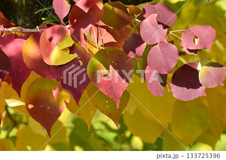 紅葉(ナンキンハゼ/なんきんはぜ/南京櫨) 紅葉(ナンキンハゼ/なんきんはぜ/南京櫨) 133725396