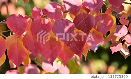 紅葉（ナンキンハゼ／なんきんはぜ／南京櫨） 133725399