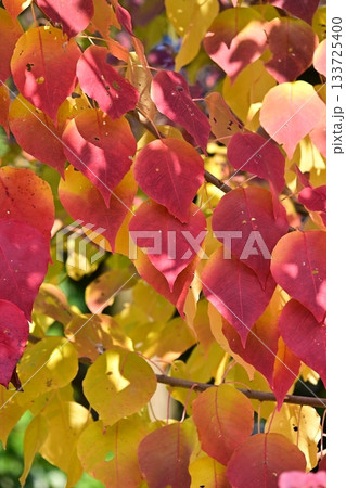 紅葉(ナンキンハゼ/なんきんはぜ/南京櫨) 紅葉(ナンキンハゼ/なんきんはぜ/南京櫨) 133725400