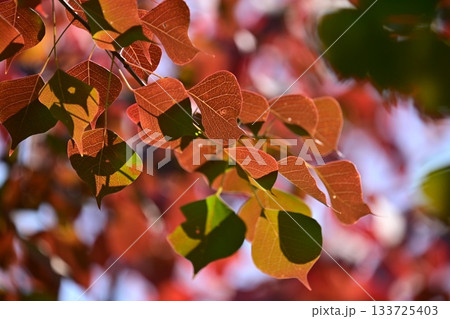 紅葉（ナンキンハゼ／なんきんはぜ／南京櫨） 133725403