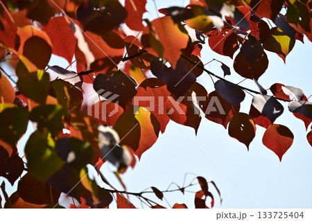 紅葉(ナンキンハゼ/なんきんはぜ/南京櫨) 紅葉(ナンキンハゼ/なんきんはぜ/南京櫨) 133725404