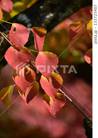 紅葉(ナンキンハゼ/なんきんはぜ/南京櫨) 紅葉(ナンキンハゼ/なんきんはぜ/南京櫨) 133725407