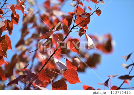 紅葉（ナンキンハゼ／なんきんはぜ／南京櫨） 133725410