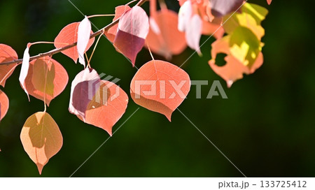 紅葉(ナンキンハゼ/なんきんはぜ/南京櫨) 紅葉(ナンキンハゼ/なんきんはぜ/南京櫨) 133725412