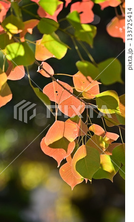 紅葉（ナンキンハゼ／なんきんはぜ／南京櫨） 133725414