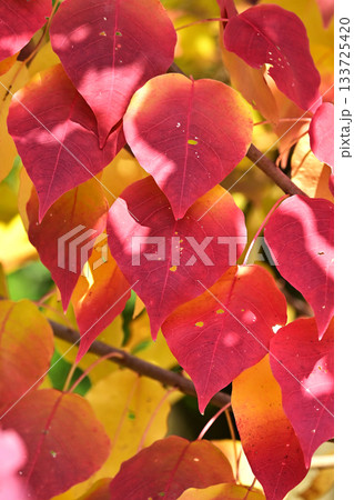 紅葉(ナンキンハゼ/なんきんはぜ/南京櫨) 紅葉(ナンキンハゼ/なんきんはぜ/南京櫨) 133725420