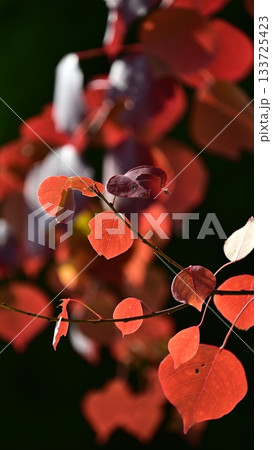 紅葉(ナンキンハゼ/なんきんはぜ/南京櫨) 紅葉(ナンキンハゼ/なんきんはぜ/南京櫨) 133725423