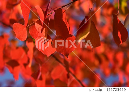 紅葉（ナンキンハゼ／なんきんはぜ／南京櫨） 133725429