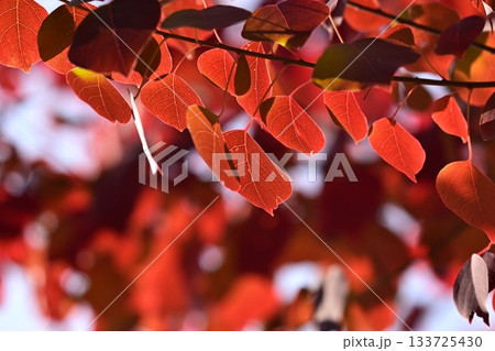 紅葉(ナンキンハゼ/なんきんはぜ/南京櫨) 紅葉(ナンキンハゼ/なんきんはぜ/南京櫨) 133725430
