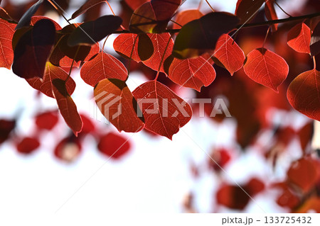 紅葉（ナンキンハゼ／なんきんはぜ／南京櫨） 133725432
