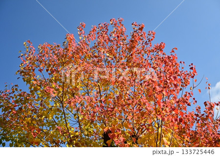 紅葉（ナンキンハゼ／なんきんはぜ／南京櫨） 133725446