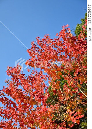 紅葉（ナンキンハゼ／なんきんはぜ／南京櫨） 133725447