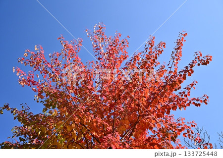 紅葉(ナンキンハゼ/なんきんはぜ/南京櫨) 紅葉(ナンキンハゼ/なんきんはぜ/南京櫨) 133725448