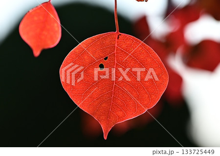 紅葉（ナンキンハゼ／なんきんはぜ／南京櫨） 133725449