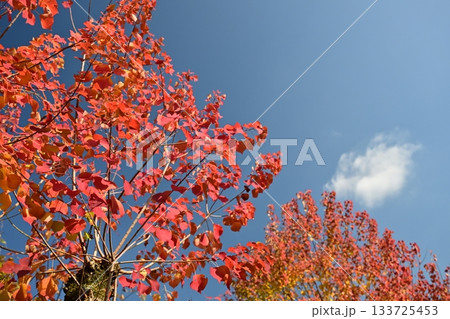 紅葉(ナンキンハゼ/なんきんはぜ/南京櫨) 紅葉(ナンキンハゼ/なんきんはぜ/南京櫨) 133725453