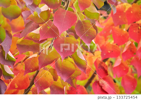 紅葉(ナンキンハゼ/なんきんはぜ/南京櫨) 紅葉(ナンキンハゼ/なんきんはぜ/南京櫨) 133725454