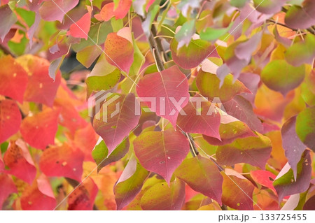 紅葉(ナンキンハゼ/なんきんはぜ/南京櫨) 紅葉(ナンキンハゼ/なんきんはぜ/南京櫨) 133725455