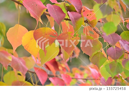 紅葉（ナンキンハゼ／なんきんはぜ／南京櫨） 133725458