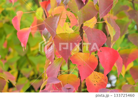 紅葉（ナンキンハゼ／なんきんはぜ／南京櫨） 133725460