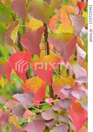 紅葉(ナンキンハゼ/なんきんはぜ/南京櫨) 紅葉(ナンキンハゼ/なんきんはぜ/南京櫨) 133725461