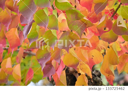 紅葉(ナンキンハゼ/なんきんはぜ/南京櫨) 紅葉(ナンキンハゼ/なんきんはぜ/南京櫨) 133725462