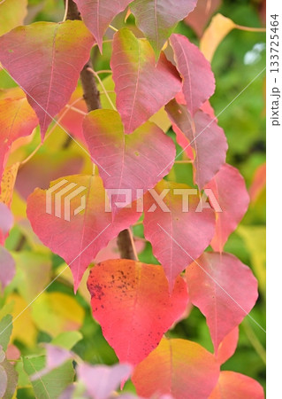 紅葉(ナンキンハゼ/なんきんはぜ/南京櫨) 紅葉(ナンキンハゼ/なんきんはぜ/南京櫨) 133725464
