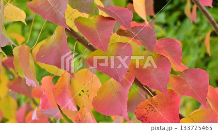 紅葉(ナンキンハゼ/なんきんはぜ/南京櫨) 紅葉(ナンキンハゼ/なんきんはぜ/南京櫨) 133725465
