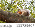 木の上でクルミを食べるリス 133725607